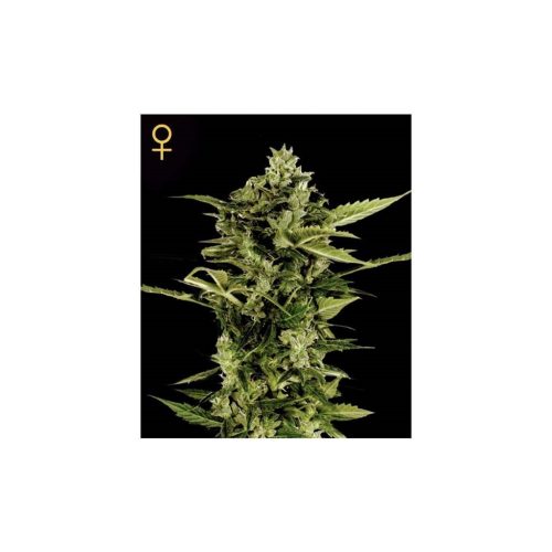 Green House Auto Bomb