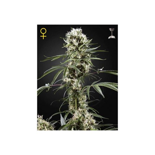 Green House Super Lemon Haze Fem.