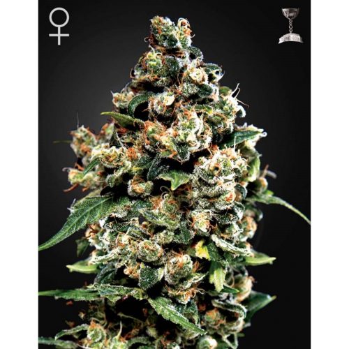Green House Jack Herer Fem