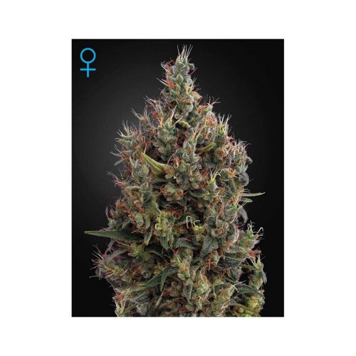 Green House Big Bang Auto