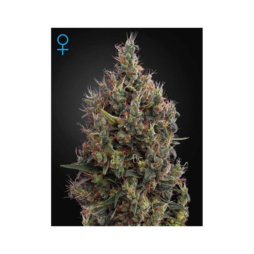 Green House Big Bang Auto