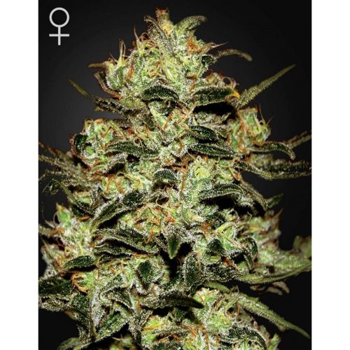 Green House Moby Dick Fem.
