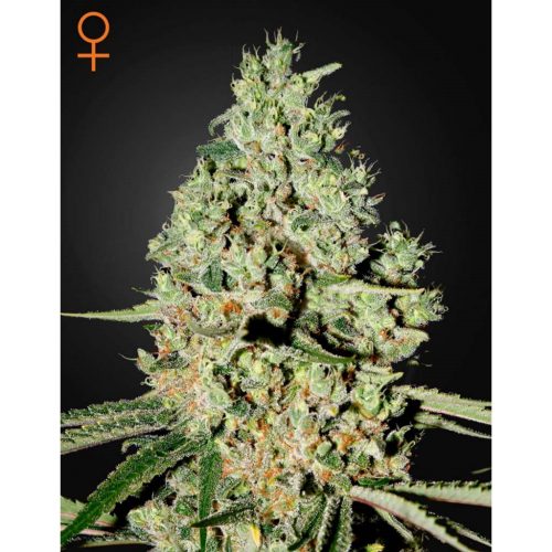 Green House Super Critical Fem.