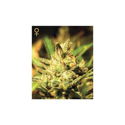 Green House Super Critical Auto