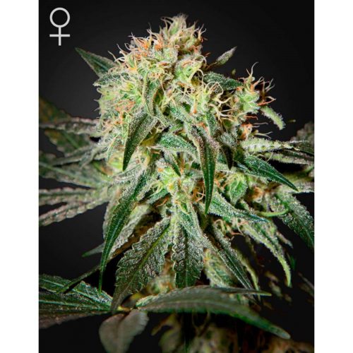 Green House Kalashnikova Auto