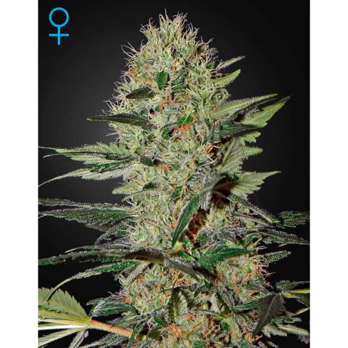 Green House Exodus Cheese Fem.