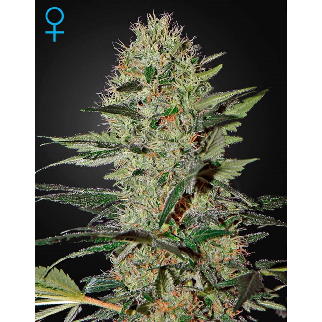 Green House Exodus Cheese Fem.