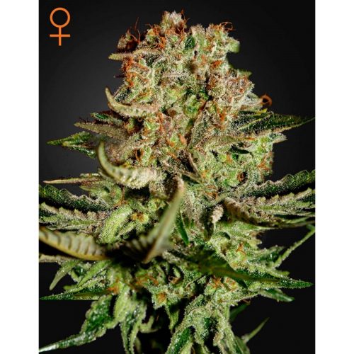 Green House Super Bud Fem.