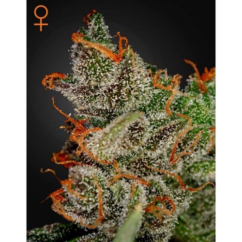 Green House King´S Kush Fem.