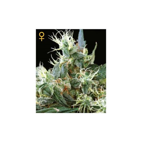 Green House Northern Lights Auto