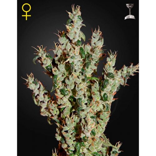 Green House NL5 Haze Mist Fem.