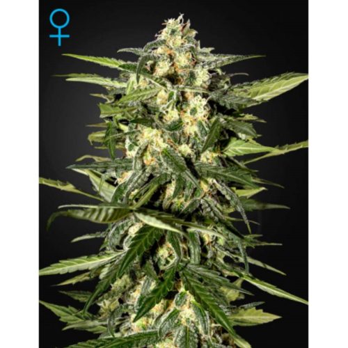 Green House Jack Herer Auto