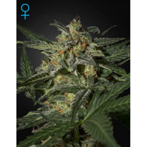 Green House White Widow Auto