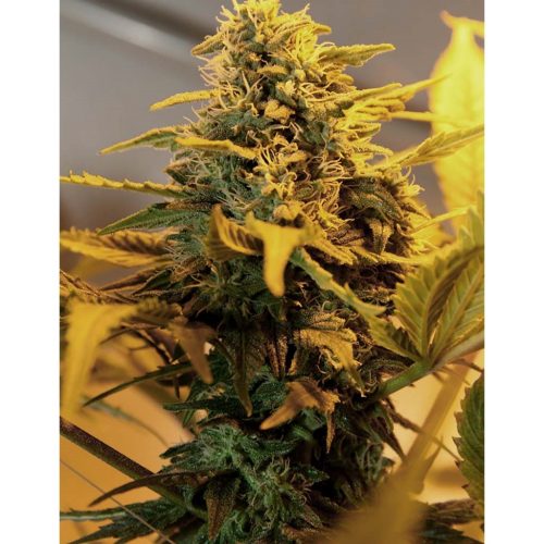 Green House Exodus Cheese Auto