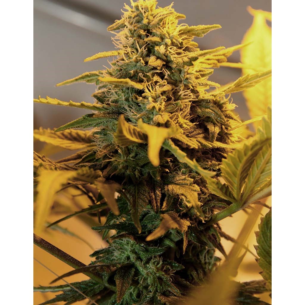 Green House Exodus Cheese Auto
