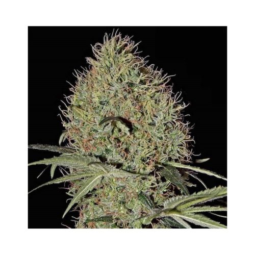 Green House Super Bud Auto