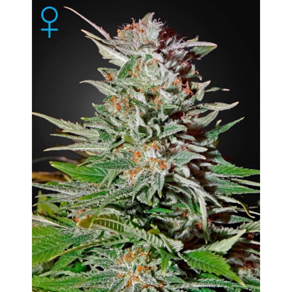 Green House Super Lemon Haze Auto