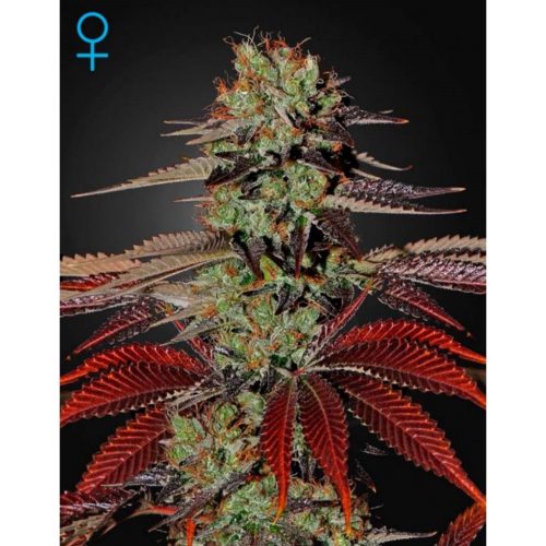 Green House King´s Kush Auto