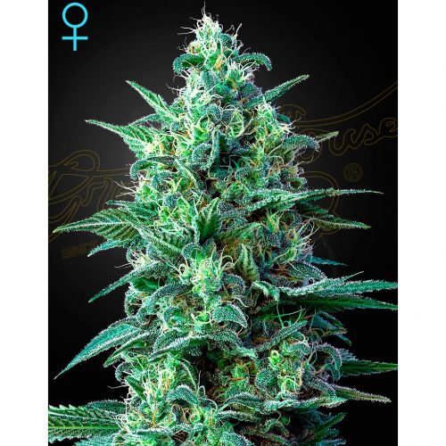 Green House White Widow Auto CBD