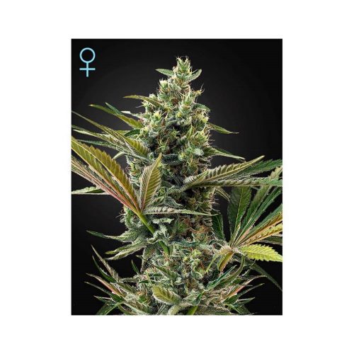 Green House Super Lemon Haze Auto CBD