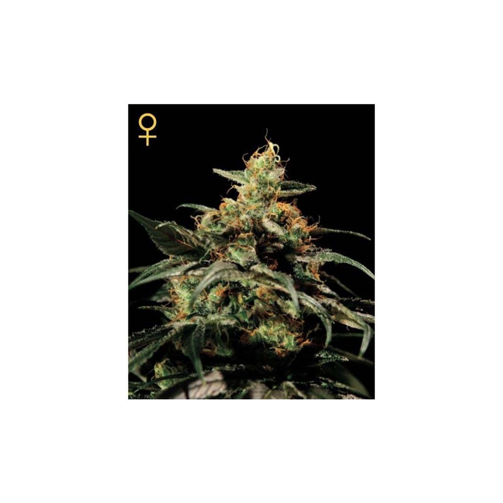 Green House Kings Kush CBD Fem.