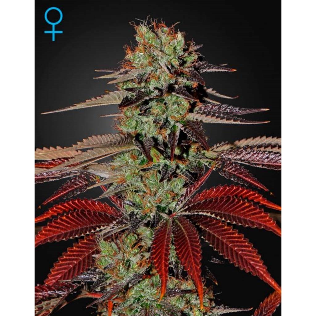 Green House Kings Kush Auto CBD