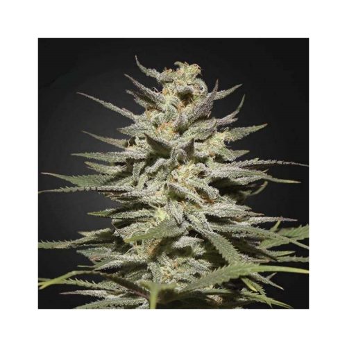 Green House Super Lemon Haze CBD Fem.