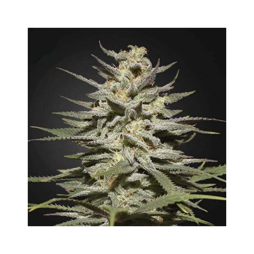 Green House Super Lemon Haze CBD Fem.