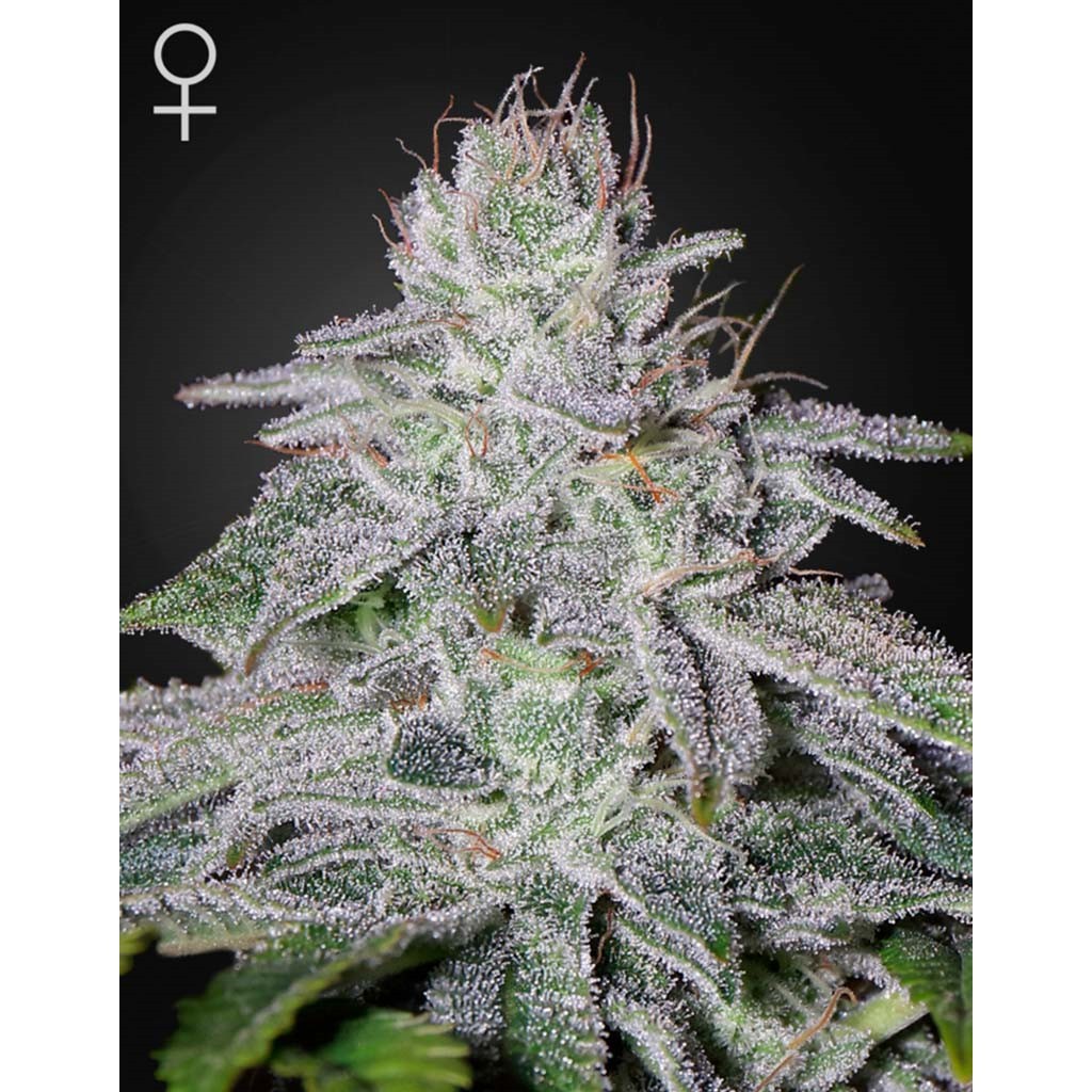 Green House Franco's Lemon Cheese Fem.