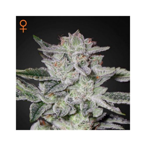 Green House Sweet Valley Kush