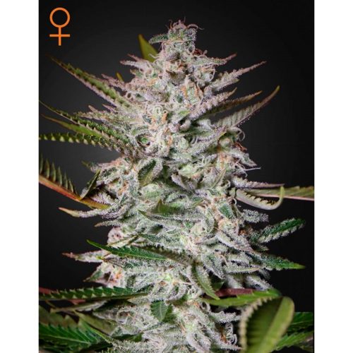 Green House Holy Punch Fem.