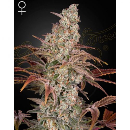 Green House Jack's Dream Fem.