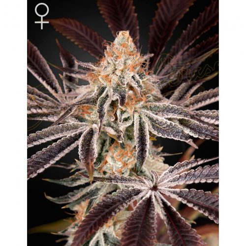 Green House Dark Phoenix Fem.