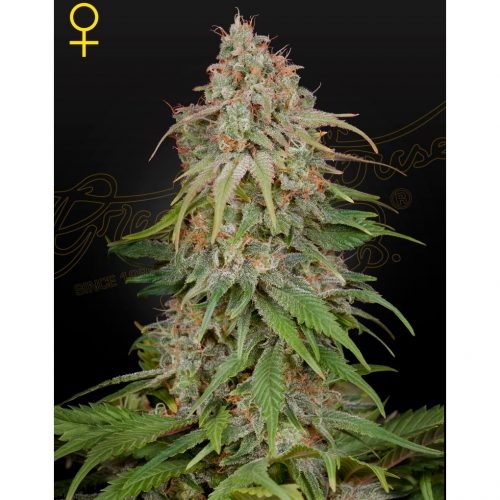 Green House GH Amnesia Fem.