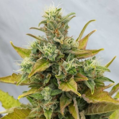 Joint Doctor´S Easy Ryder 3Und Auto