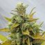 Joint Doctor´S Easy Ryder 3Und Auto
