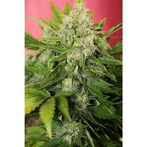 Joint Doctor´S Chronic Ryder 3Und Auto