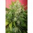 Joint Doctor´S Chronic Ryder 3Und Auto