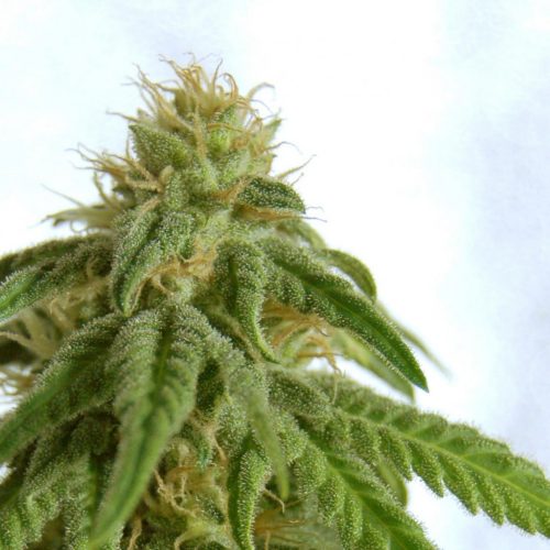 Kanbia Seeds Afrodite Fem.