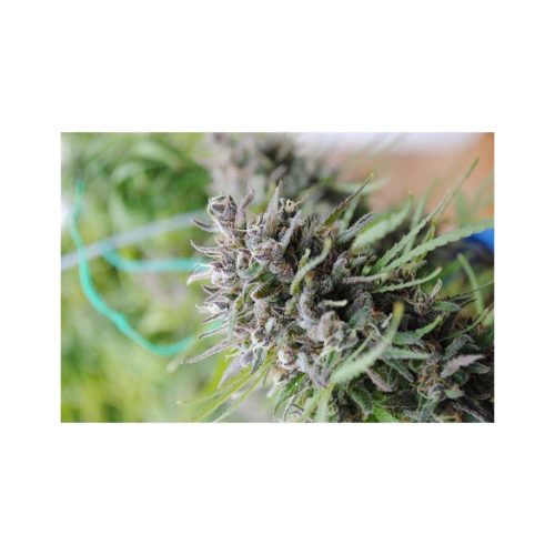 Kanbia Seeds Baby Boom Auto