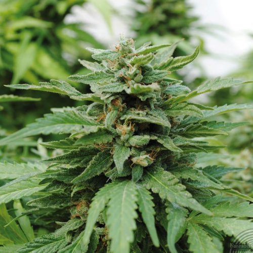 Kanbia Seeds Karibbean Mango Fem.