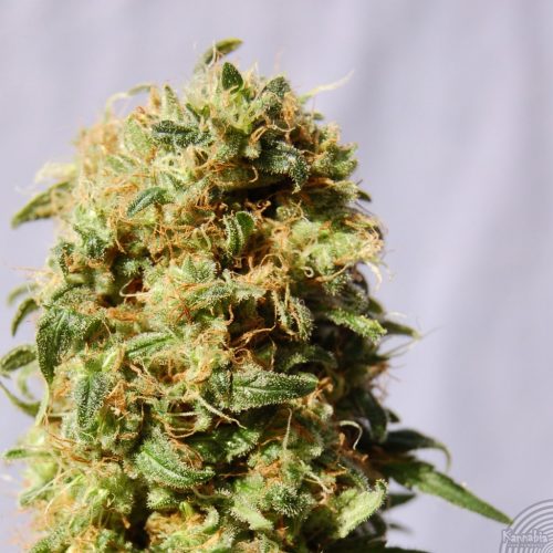 Kanbia Seeds La Rei de Africa Fem.