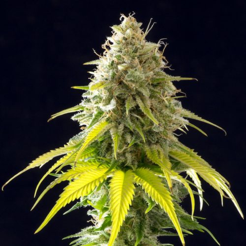 Kanbia Seeds Mataro Blue Fem