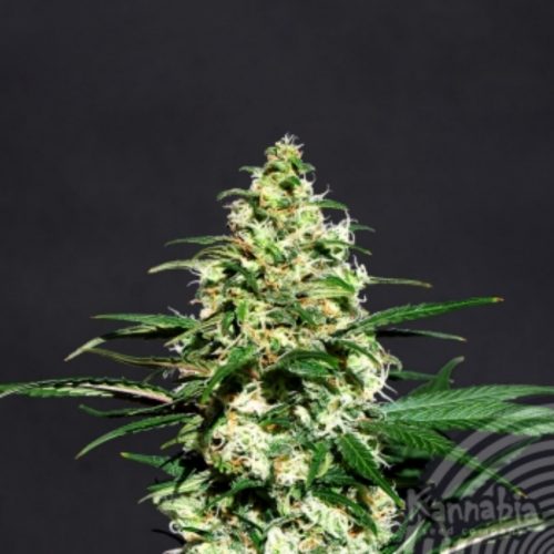 Kanbia Seeds Amnesi-K Lemon Fem