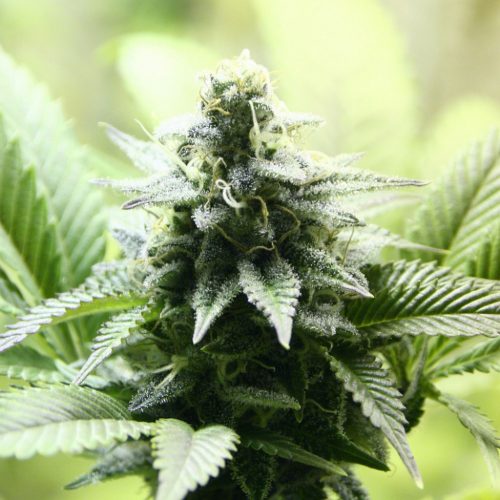 Kanbia Seeds Indica Cream Fem