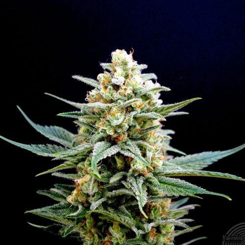 Kanbia Seeds Kritikal-K Fem