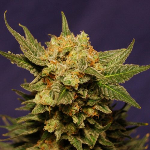 Kanbia Seeds Big Band Fem.