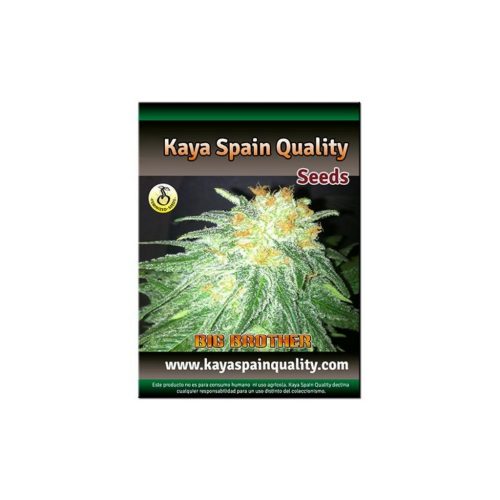 Kaya Spain Quality Big Brothers Fem.