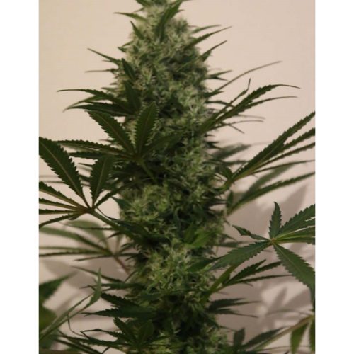 The Kush Brothers Langui Kush Fem