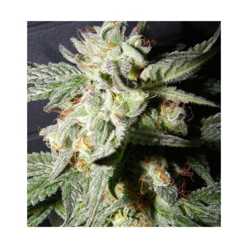 The Kush Brothers Confidential Medicine Fem